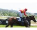  Carrera: P.San Isidro Monta: A.Werle Caballo: Noisy Night
